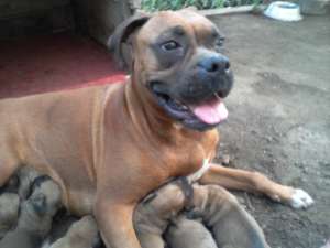 CATEI BOXER GERMAN DE VANZARE