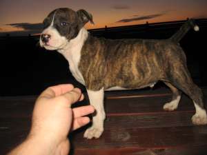 Vand pui Amstaff cu pedigree , de foarte buna calitate,  din parinti campioni!