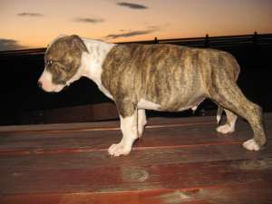 Vand pui Amstaff cu pedigree , de foarte buna calitate,  din parinti campioni!