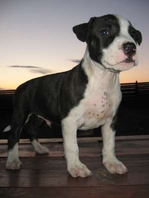 Vand pui Amstaff cu pedigree , de foarte buna calitate,  din parinti campioni!