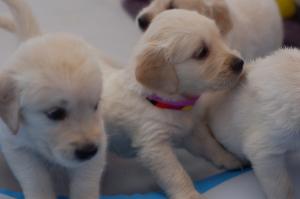 Pui Golden Retriever