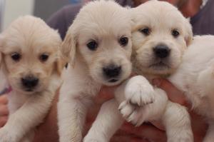 Pui Golden Retriever