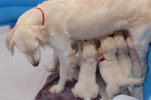 Pui Golden Retriever