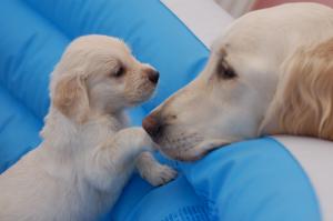 Pui Golden Retriever