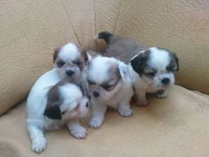 vand Shih-tzu