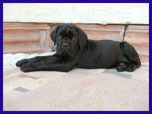 Cane Corso Talie Impresionanta