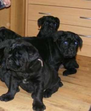 Cane Corso Talie Impresionanta