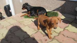 PINSCHER PITIC