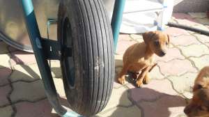 PINSCHER PITIC