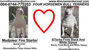 Pui Bull Terrier de vanzare la canisa Four HorseMen
