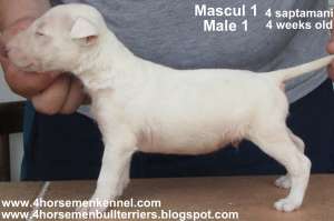 Pui Bull Terrier de vanzare la canisa Four HorseMen