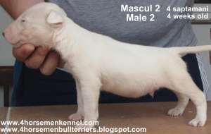 Pui Bull Terrier de vanzare la canisa Four HorseMen