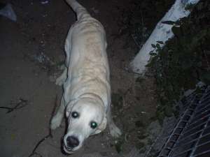 Donez labrador auriu