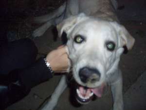 Donez labrador auriu