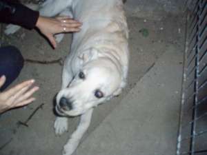 Donez labrador auriu