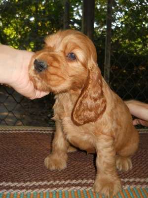 Vand pui Cocker Spaniel Englez