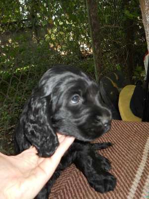Vand pui Cocker Spaniel Englez