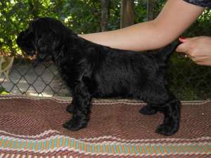 Vand pui Cocker Spaniel Englez