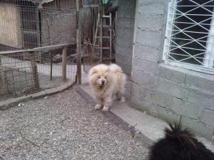 chow-chow adulti 2 ani