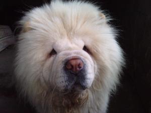 chow-chow adulti 2 ani