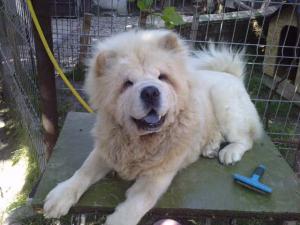 chow-chow adulti 2 ani