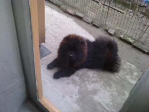 chow-chow adulti 2 ani