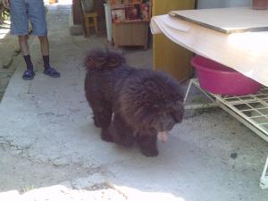 chow-chow adulti 2 ani