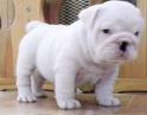 engleză buldog catelus / cu pedigree