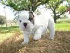 engleză buldog catelus / cu pedigree