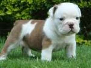 engleză buldog catelus / cu pedigree