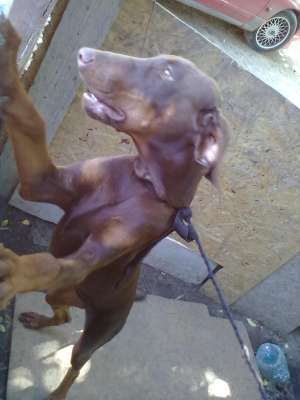 vand doberman pinscher