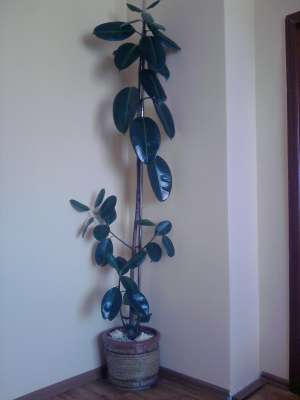 Ficus