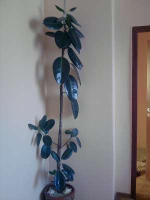 Ficus