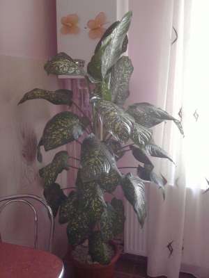 Ficus