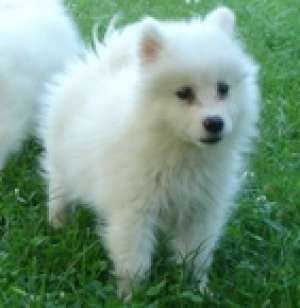 Catei Samoyede ieftini