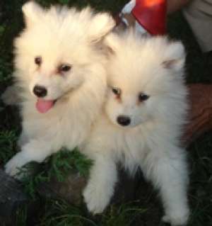 Catei Samoyede ieftini