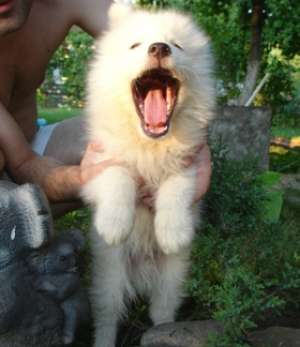 Catei Samoyede ieftini