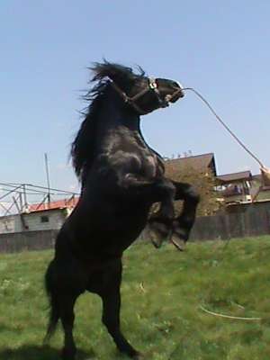 vand percheron