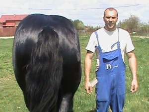 vand percheron