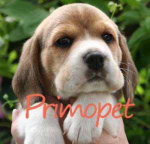 Vand Beagle