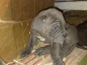pui cane corso