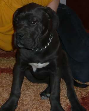 pui cane corso
