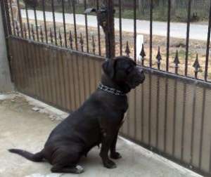 pui cane corso