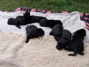 Donez metis Labrador Retriever