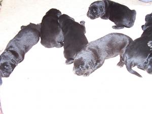 Donez metis Labrador Retriever