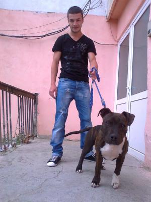 Vand Amstaff 6 luni