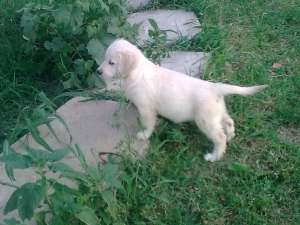 Oferta Golden Retriever - 120E
