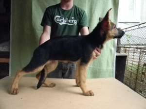 Pui ciobanesc german,  4 luni cu pedigree