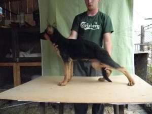 Pui ciobanesc german,  4 luni cu pedigree