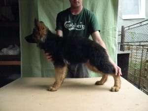 Pui ciobanesc german,  4 luni cu pedigree